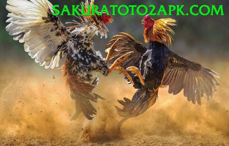 Đá Gà Trực Tiếp - Ưu đãi đặc biệt